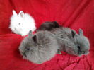 Angora 2013 029
