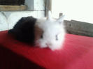 Angora 2013 043