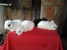 Angora 2013 057