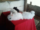 Angora 2013 058