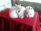Angora 2013 060