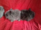 Angora 2013 088