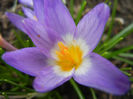 Crocus sieberi Tricolor (2013, March 14)