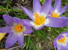 Crocus sieberi Tricolor (2013, March 14)