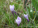 Crocus Pickwick (2013, March 14)