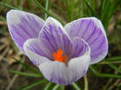 Crocus Pickwick (2013, March 14)