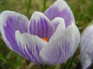 Crocus Pickwick (2013, March 14)