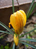Crocus Gipsy Girl (2013, March 14)