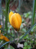 Crocus Gipsy Girl (2013, March 14)
