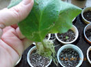 14 martie 2013-flori 001