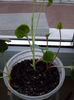 14 martie 2013-flori 007