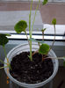 dicentra spectabilis alba+mirabilis