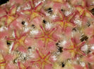 erythrostemma Pink