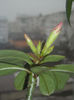 Adenium