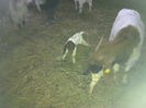 Poze animale 135