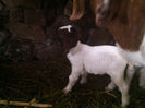 Poze animale 188
