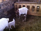 Poze animale 189
