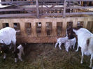 Poze animale 190