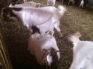 Poze animale 237