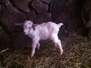 Poze animale 242