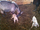 Poze animale 250