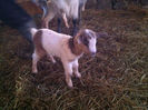 Poze animale 258