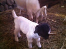 Poze animale 266