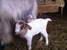 Poze animale 276