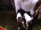 Poze animale 288