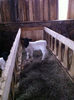 Poze animale 350
