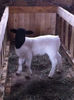 Poze animale 353