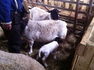 Poze animale 360
