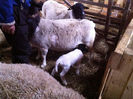 Poze animale 361