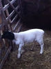 Poze animale 365