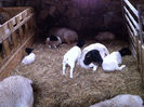Poze animale 389