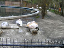 zoo buc