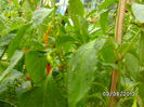 BILD0554