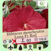hibiscus-moscheutos-luna-10 lei