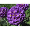 primula-denticulata-lilac_5 lei