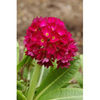 primula-denticulata-rubin_5 lei
