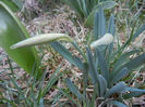Daffodils_Narcise (2013, March 14)