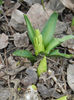 Hyacinthus_Zambila (2013, March 14)