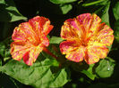 Mirabilis jalapa