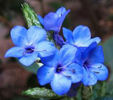 ERANTHEMUM PUCHELUM