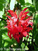 jacobinia coccinea