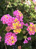 Lantana camara