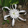 PANCRATIUM ZEYLANICUM