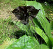 TACCA CHANTRIERI bulbi