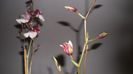evolutie orhidee 2013 martie 012
