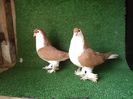 DSC00987